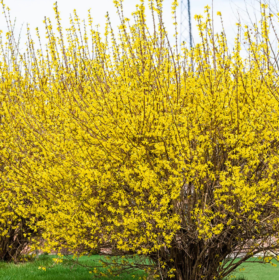 Lynwood Gold Forsythia Plant – 4″ Pot – AK: Bareroot Oct–May – No Ship PR, HI