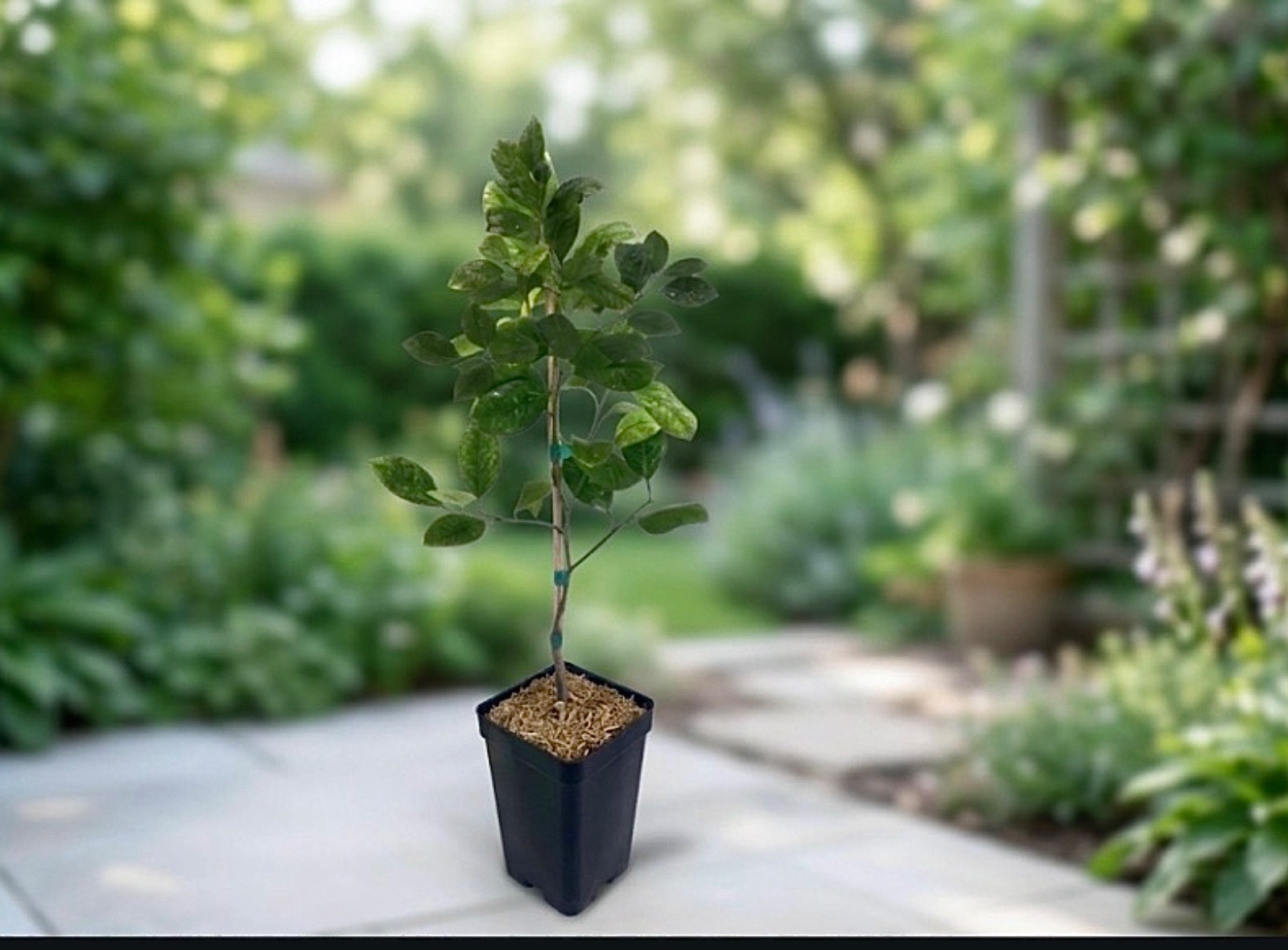 tangerine tree