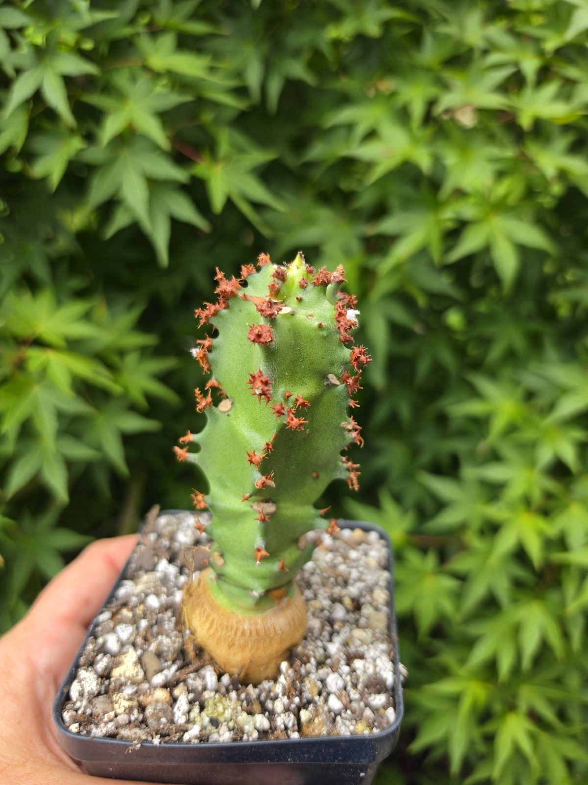 Monadenium Spectabile Rare Caudex Live Succulent Plant
