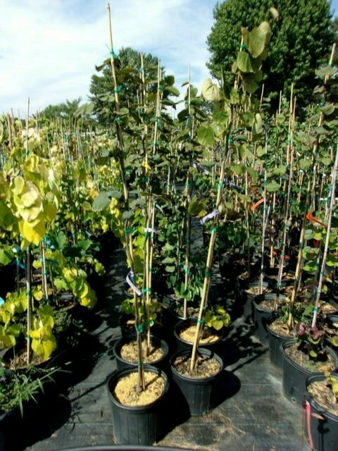 Forest Pansy Redbud Tree 4′-6′ Ft. Flowering Trees Plants Plant Flowers Flower