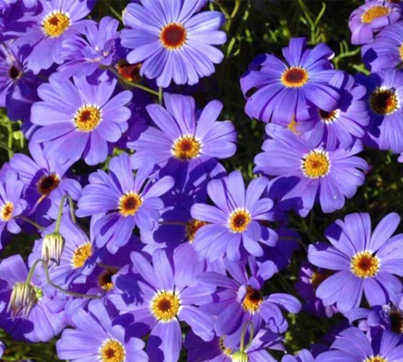 500+SingleChina Aster Seeds Mix Colorful Daisy-like Garden Flowers Seeds USA