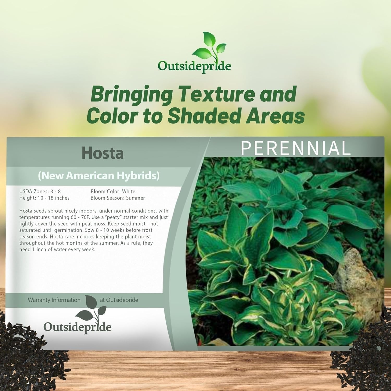 Low Maintenance Hosta Seeds – 50 Pcs for Vibrant Shade Displays and Containers
