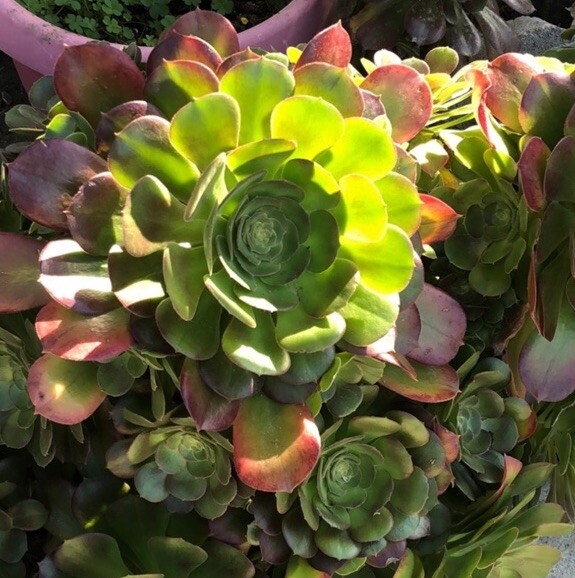 5 Fresh Stems 4-7” Tall Green /Red Aeonium Succulent Indoor Outdoor Hardy Plant