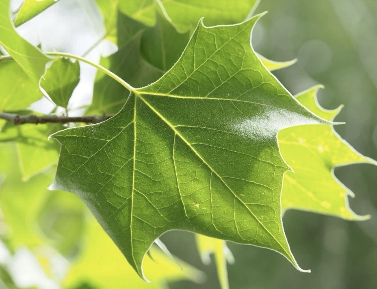 10 X Bare Root Native American Sycamore Trees (4-10” Tall) Platanus Occidentalis