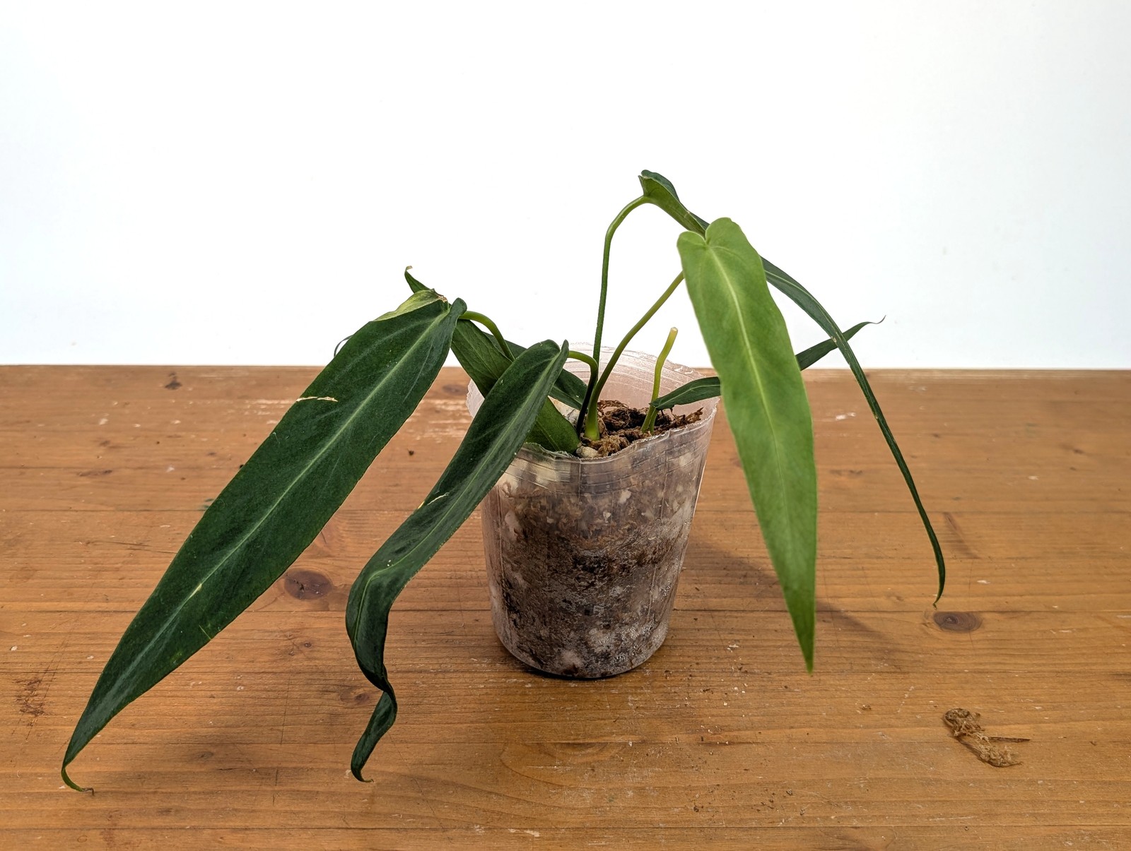Anthurium Warocqueanum Esmeralda – Exact Plant #27A (4 inch pot)