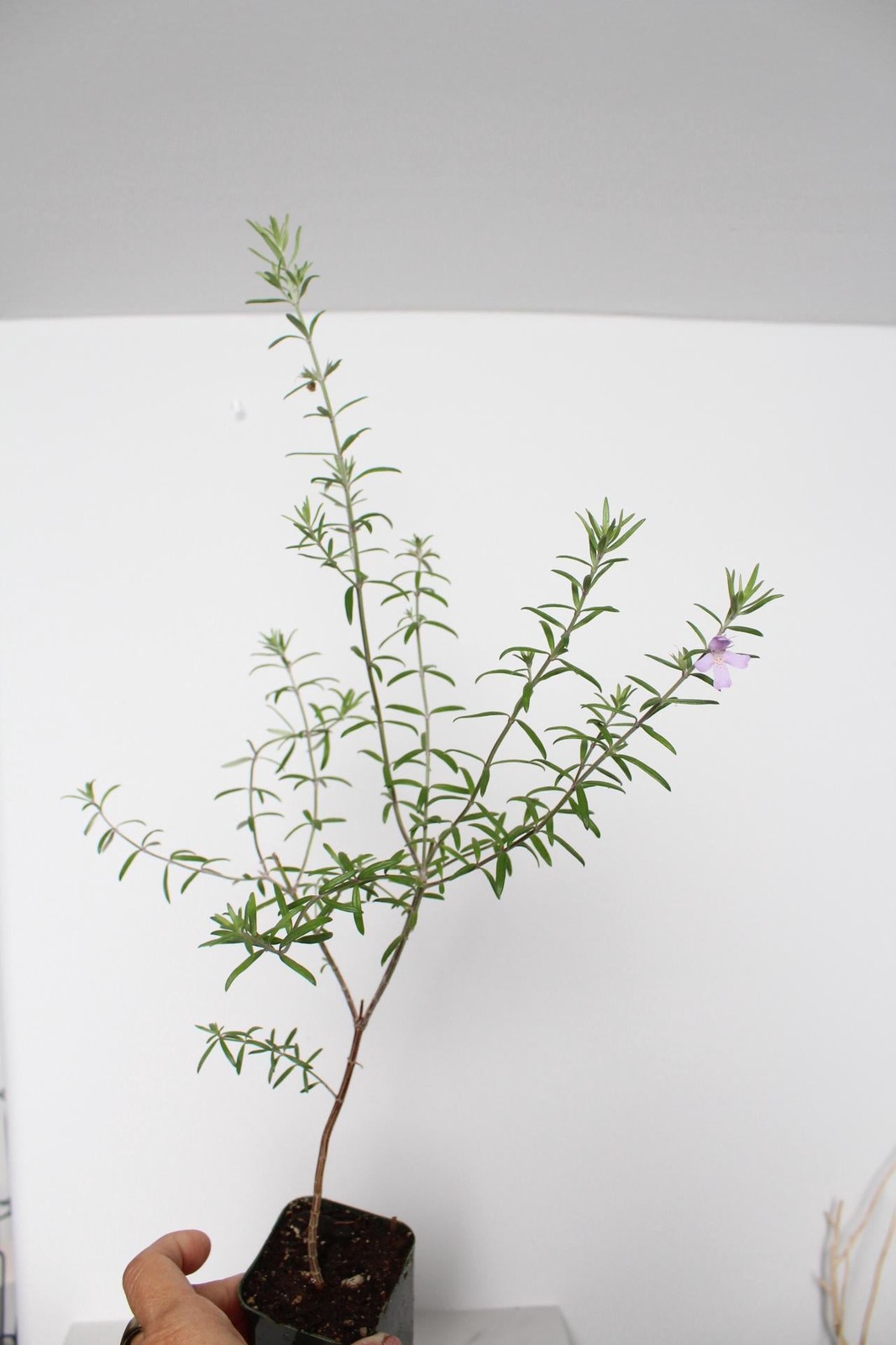 Coastal Rosemary, 2 Inch Pot, Purple Flowering Evergreen Shrub