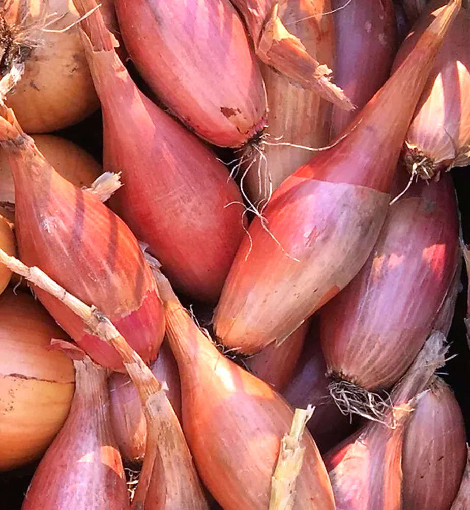 Zebrune Shallot Seeds – For 2026 Planting Heirloom Gourmet French Pink Banana