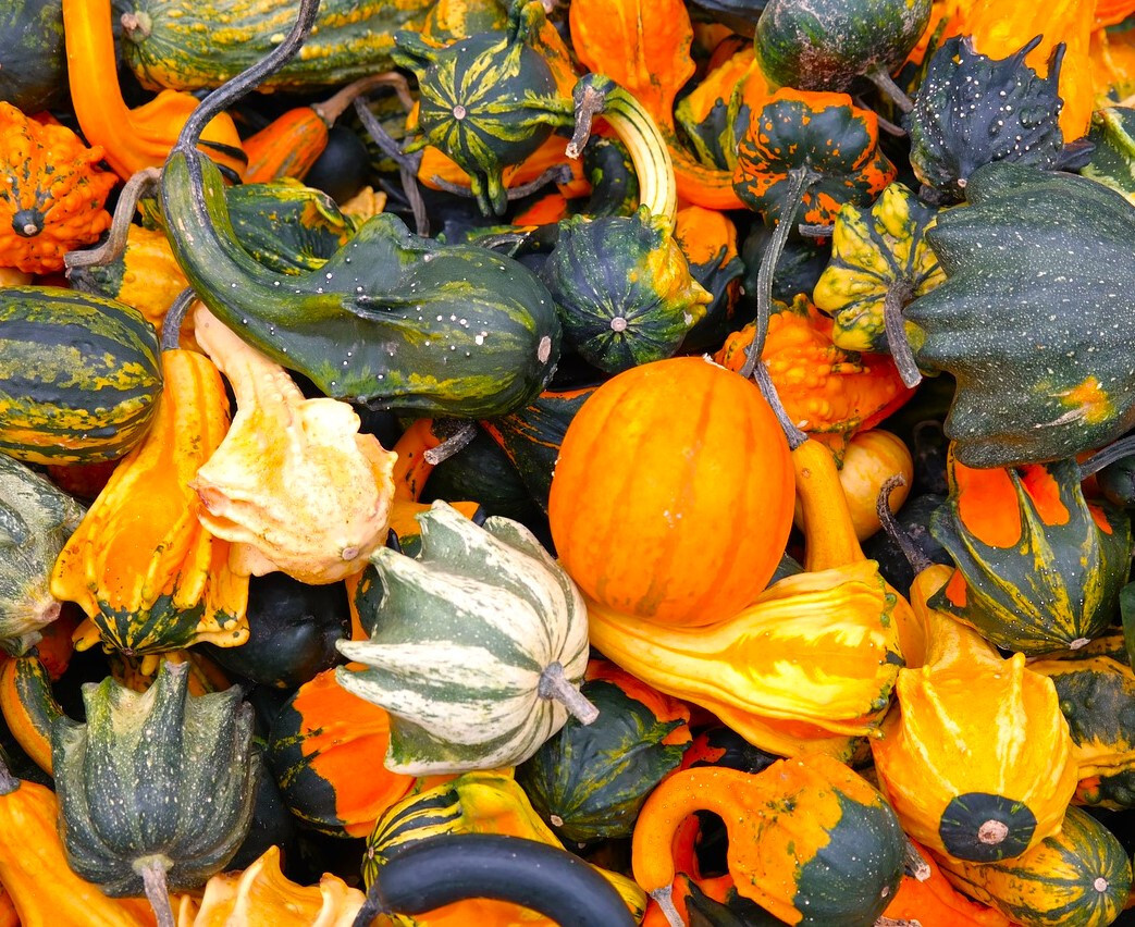 Large Mix Ornamental Gourd Seeds |Decorative Fall Autumn Winter Squash Seed 2025