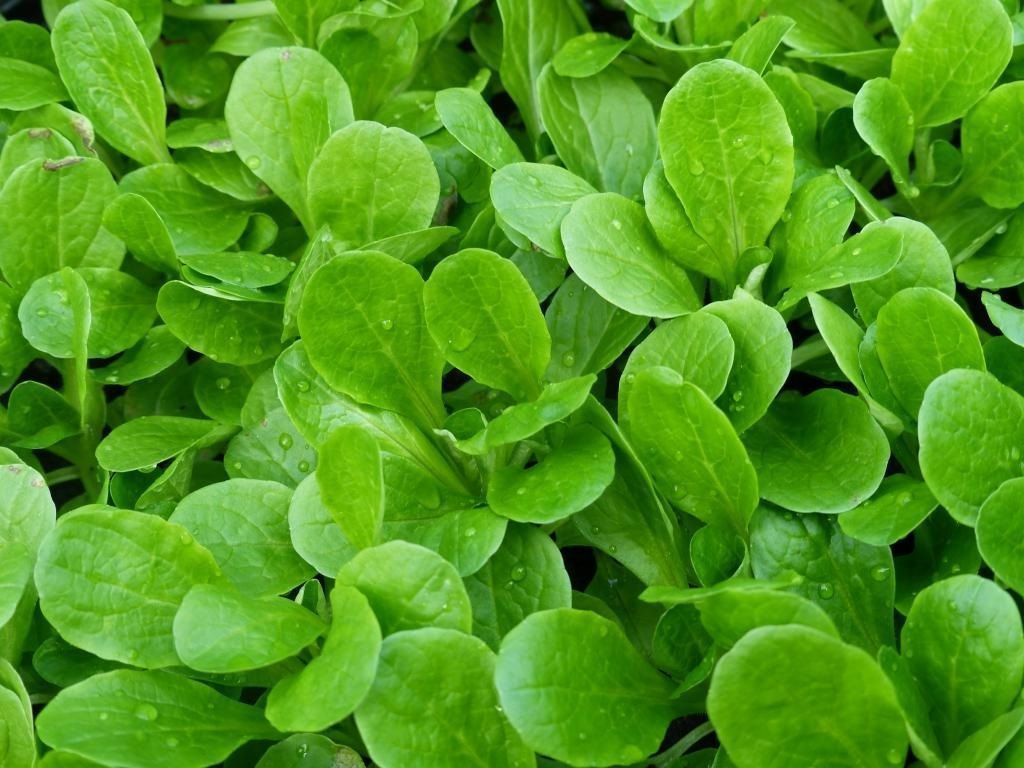 Dutch Corn Salad, Lamb’s Lettuce, Mache, NON-GMO, Variety Sizes, FREE SHIPPING