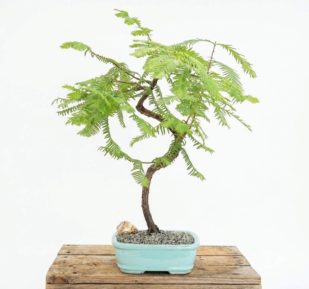 Live 16 Yr Old Dawn Redwood Bonsai Tree Metasequoia Glyptostroboides 23″H Specim