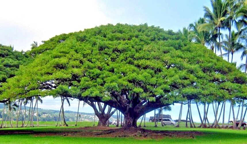 10 RAIN TREE SEEDS Monkey Pod (Albizia saman) Tropical Flower Bonsai Plant RARE