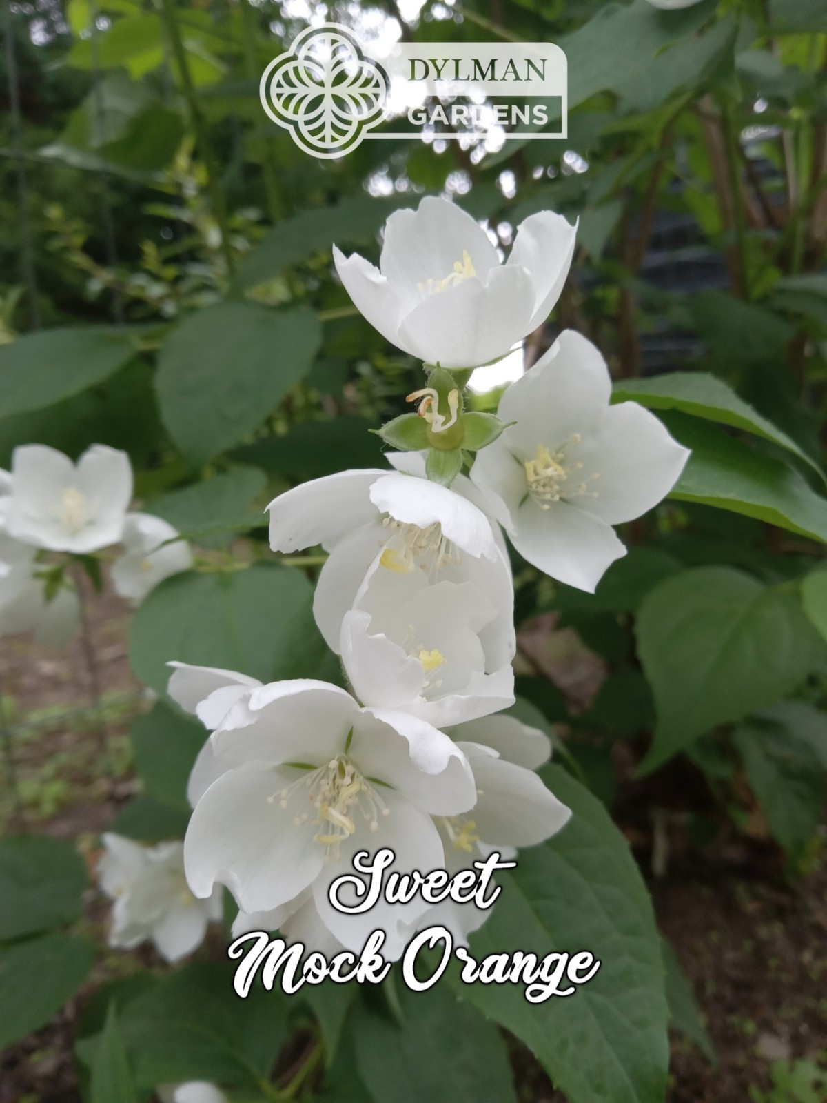 Sweet Mock Orange (Philadelphus coronarius) Fragrant Mockorange – Multiple Sizes