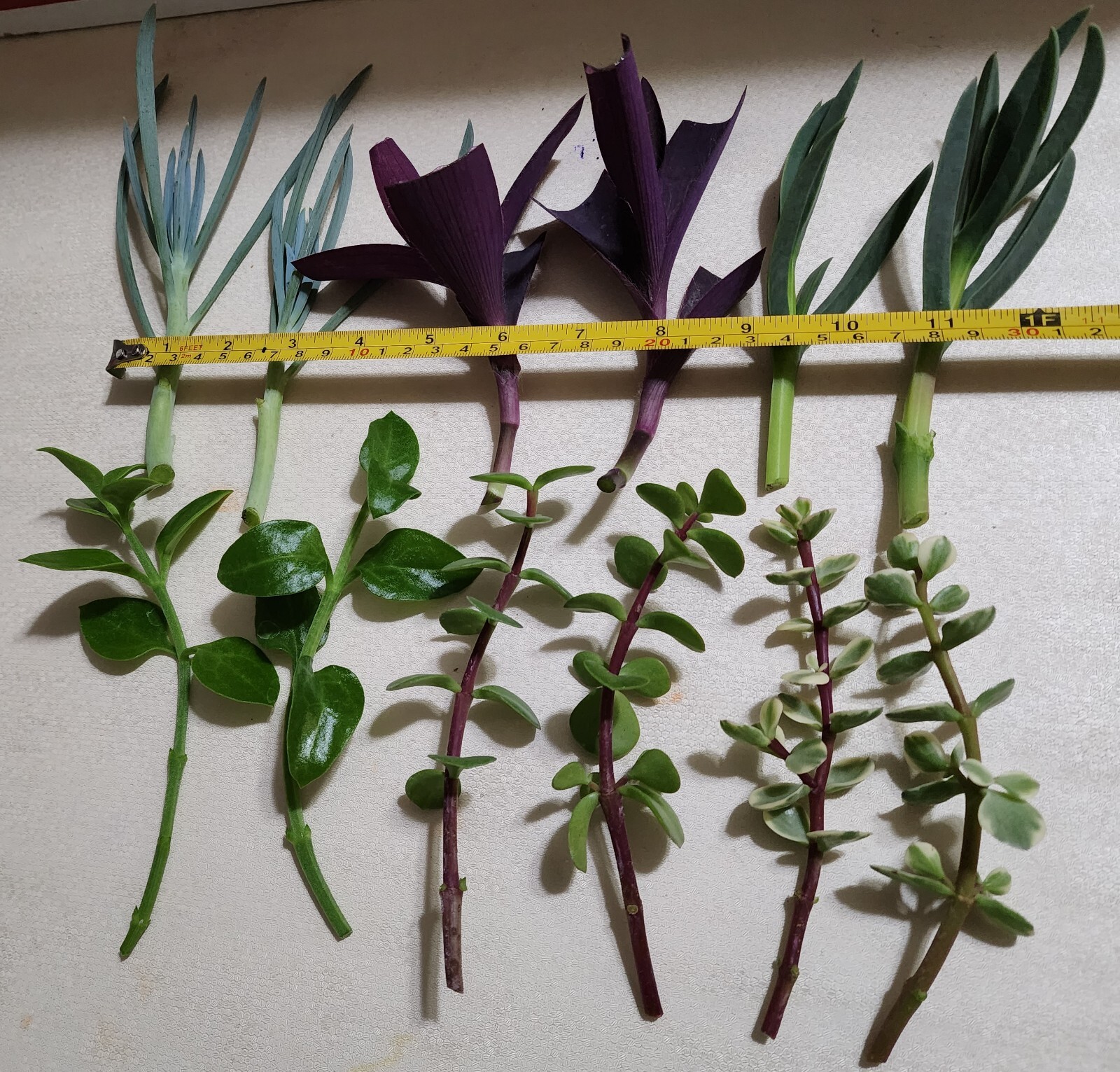 12 Piece Assorted Lot Of Live Plants (6 Kinds x 2 of Each)for Rooting