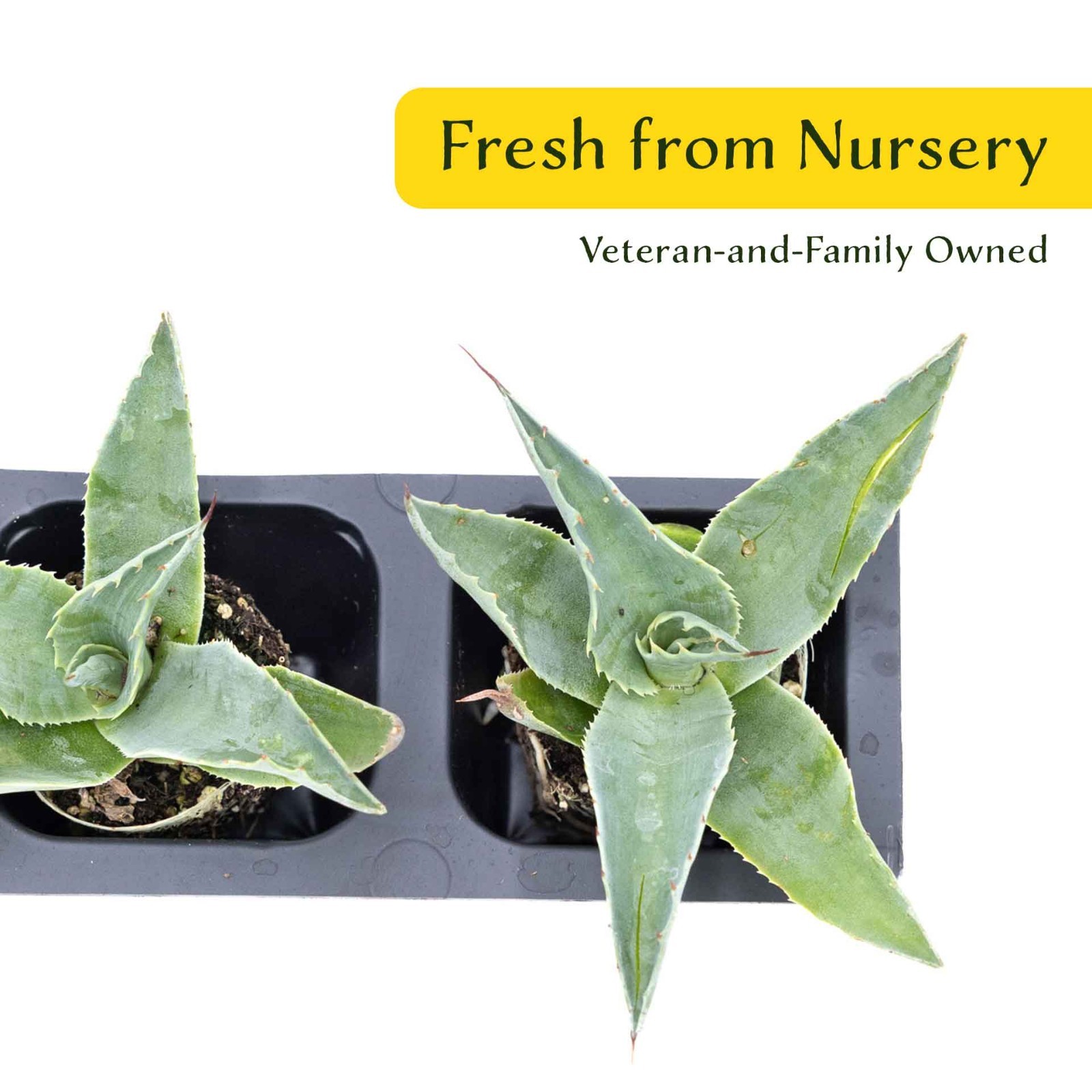 2 Whale’s Tongue Agave Succulent Plants in Nursery Cubes (Agave ovatifolia)