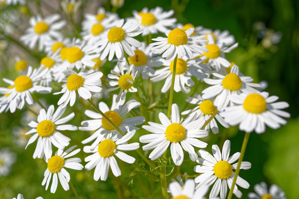 German Chamomile Tea Mayweed Plant 6 Rooted Healthy Starter Seedling Non-GMO