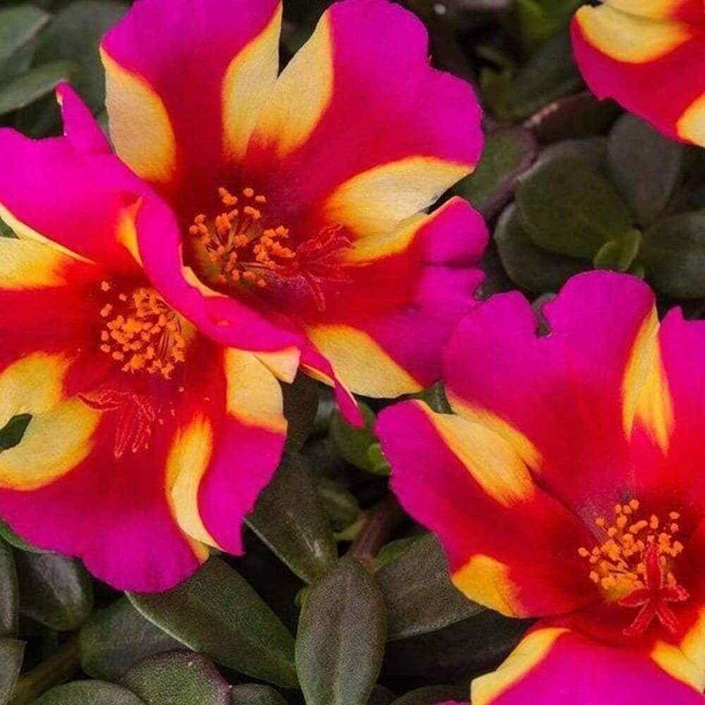 WATERMELON PUNCH – Portulaca Oleraces / Purslane – US Seller