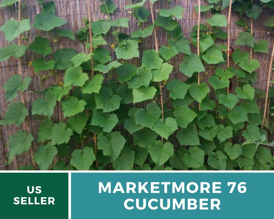 Cucumber, Marketmore 76 – 30 Seeds – Heirloom – GMO Free