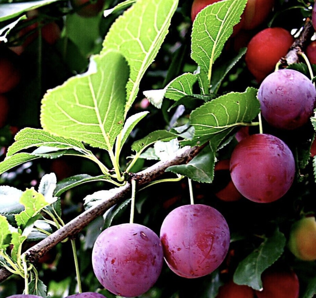 2 Trees American Wild Plum Tree Prunus Americana Plants Live Fruit Starter Trees