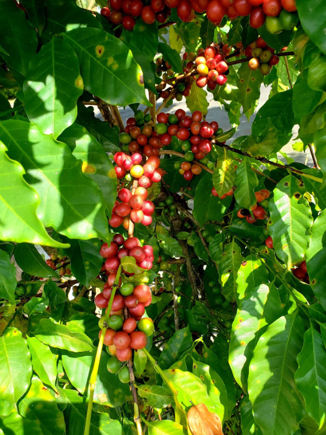 2 Live Arabica Coffee Plants – 4–6” Tall – No Pot – Tropical Edible Coffee Plant