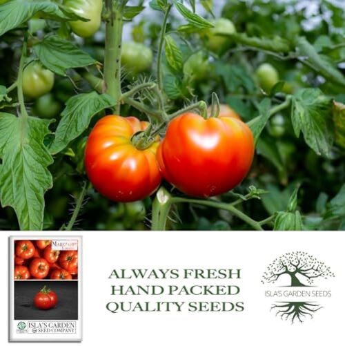 Marglobe Tomato Seeds (Solanum lycopersicum) – 500+ Non-GMO & Heirloom Seeds