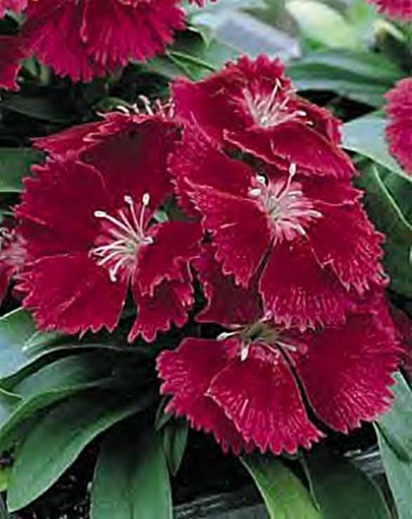 Dianthus Ideal Series Carmine Annual Seeds