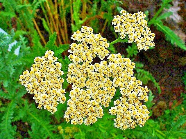 MOONSHINE YARROW Seeds *FREE Shipping!* Achillea clypeolata Yellow 200+ SEEDS