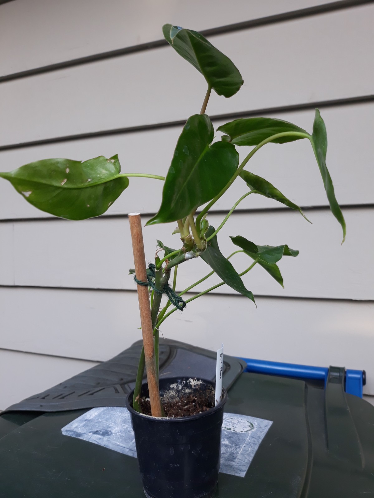 Philodendron Burle Marx plant