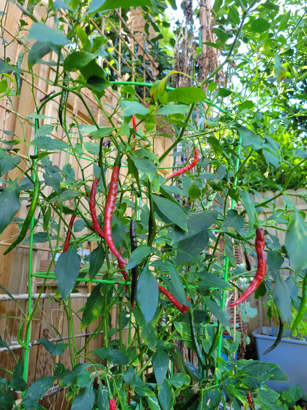 Hot Cayenne Pepper Seeds (30) | Heirloom & Non-GMO | ORGANIC