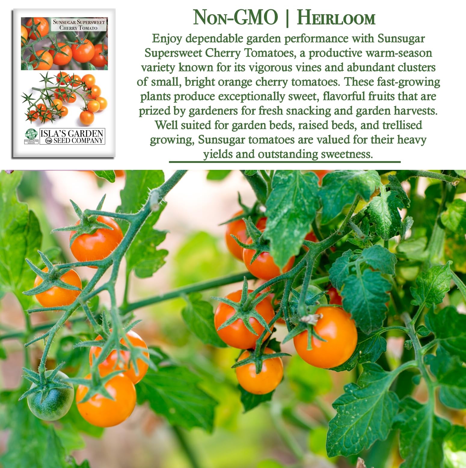 Sunsugar Supersweet Cherry Tomato Seeds Lycopersicon lycopersicum – 20+ Heirl…