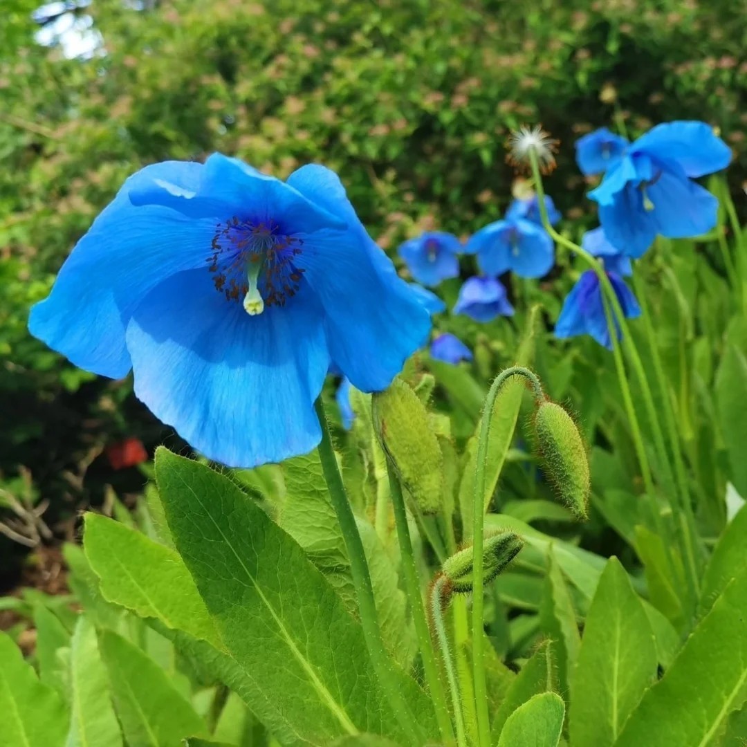7800 Pcs Blue Papaver Rhoeas Seeds for Planting. Himalayan Rare Blue Poppy Seeds