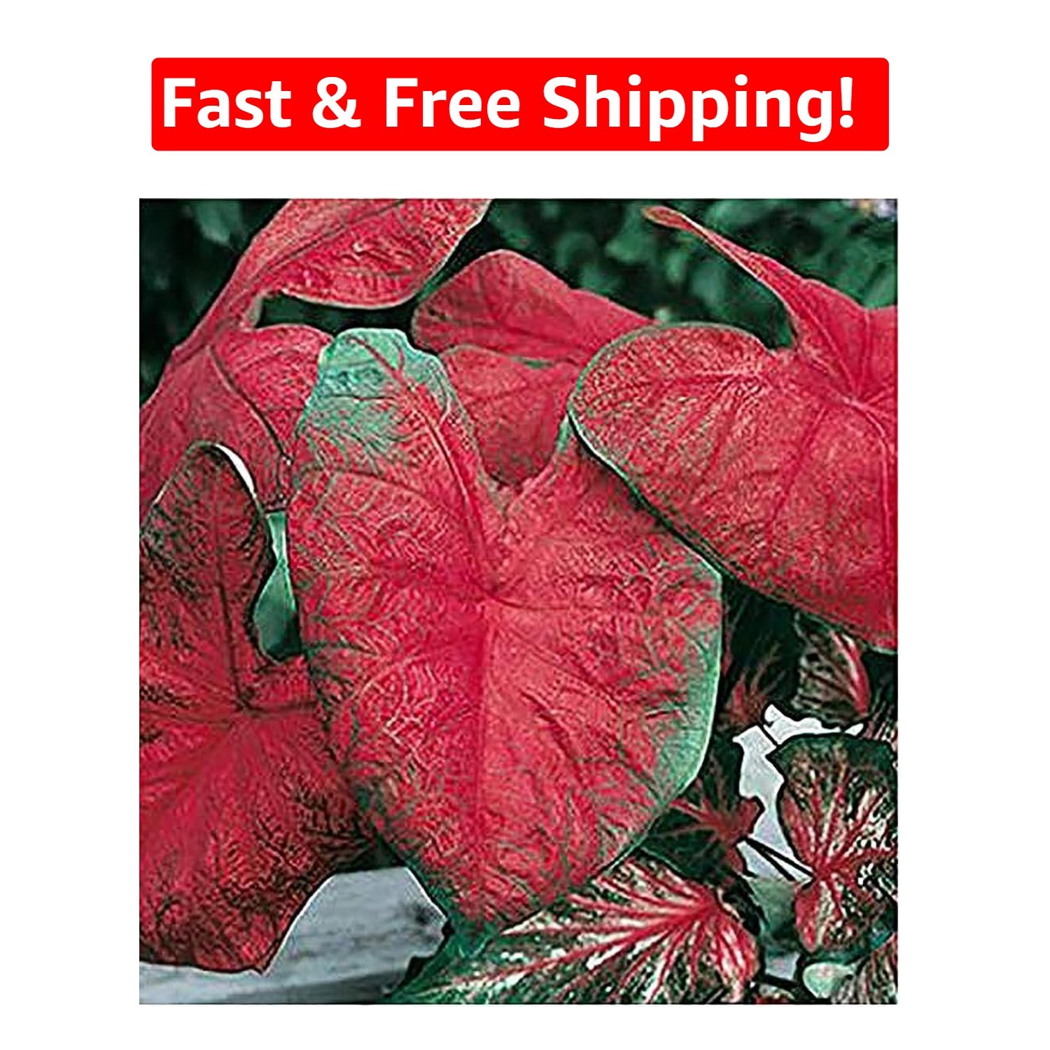 Blaze Caladium Bulbs – Bold Red & Green Foliage – Large Root for Indoor/Outdoor