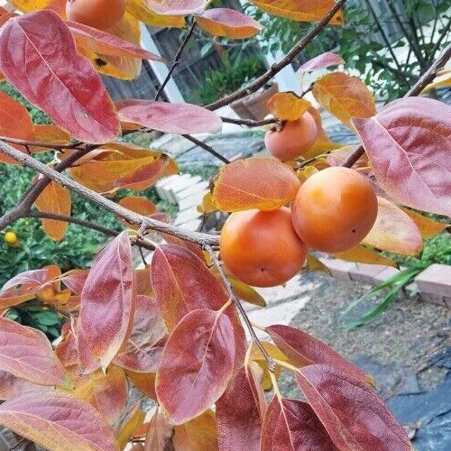 4′-6′ FUYU PERSIMMON Fruit Tree Plant Healthy Trees Grow Persimmons Plants
