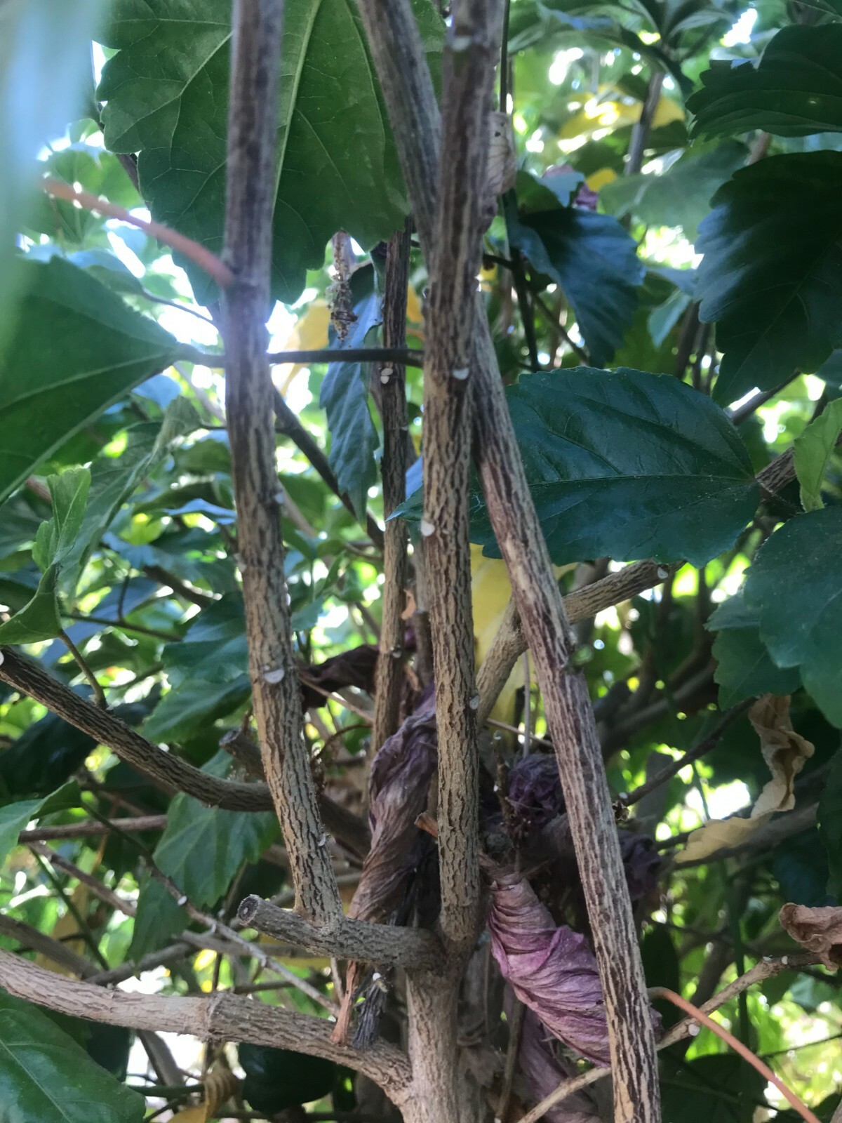 (5) Unroot 8″ Stems Hibiscus ~Hawaiian Pink~ Branches/Cuttings, Bush/Shrub/Tree