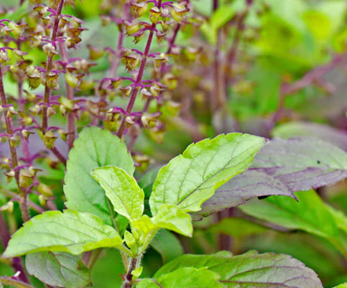 Basil HOLY BASIL Anise Ayurvedic Medicine & Tea Hindu Tulsi Non-GMO 200+ Seeds!