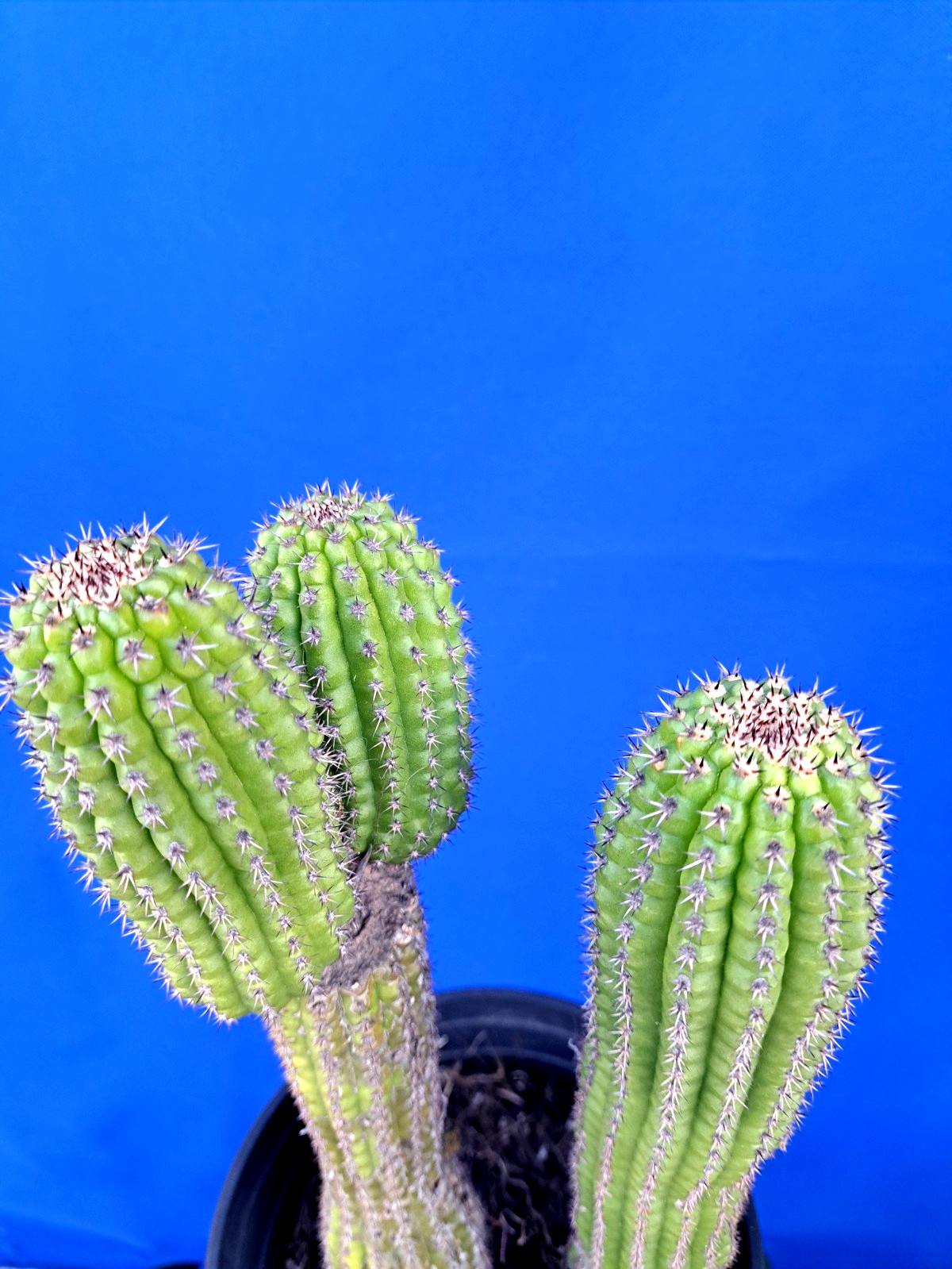 Cereus Brevispinulosus 3 Tops 2 Plants Cactus Plant 11-12H