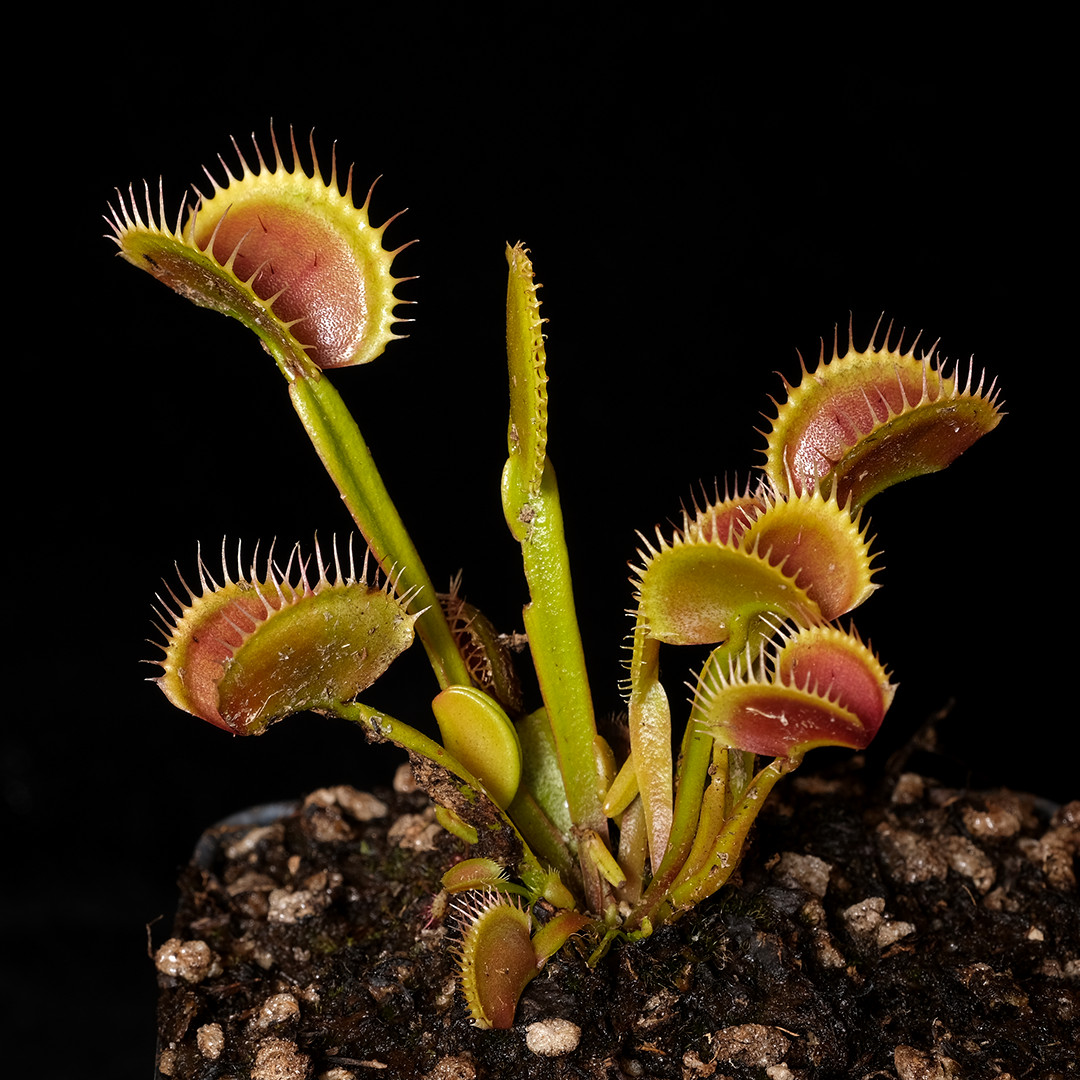 D. muscipula ‘Chupacabra’ – 2.5″ tall pot – Carnivorous plant – venus fly trap