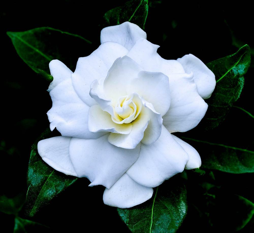 ~~VETCHII~~ Gardenia Jasminoides Plant~~ Intensely Fragrant Double White Flowers