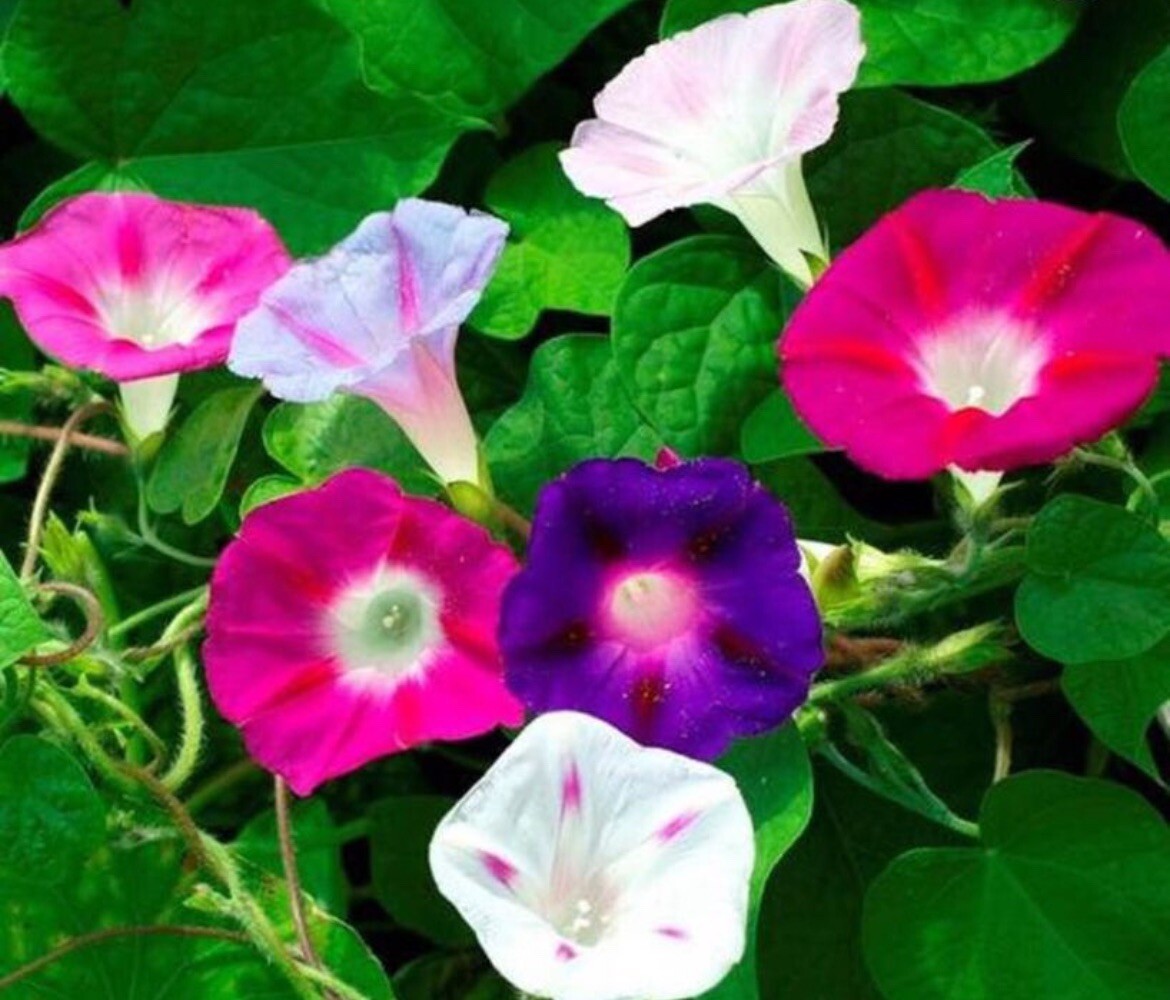 30+ SEEDS-MIX COLOR TALL MORNING GLORY SEED BUY2Get1FREE(Add2incart)