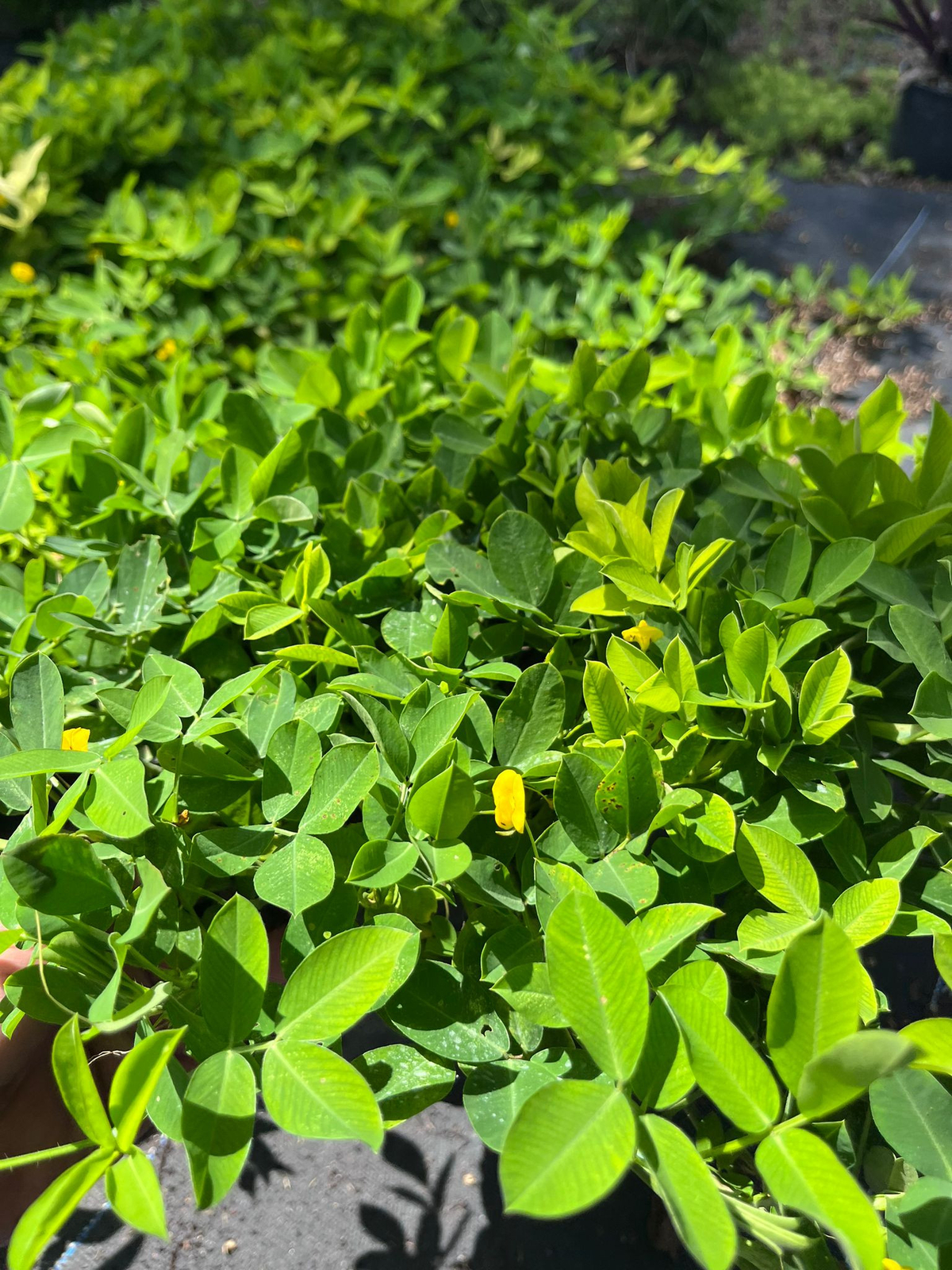 Lush Ornamental Peanut Grass – Large Ground Cover for Erosion Control and Soil I