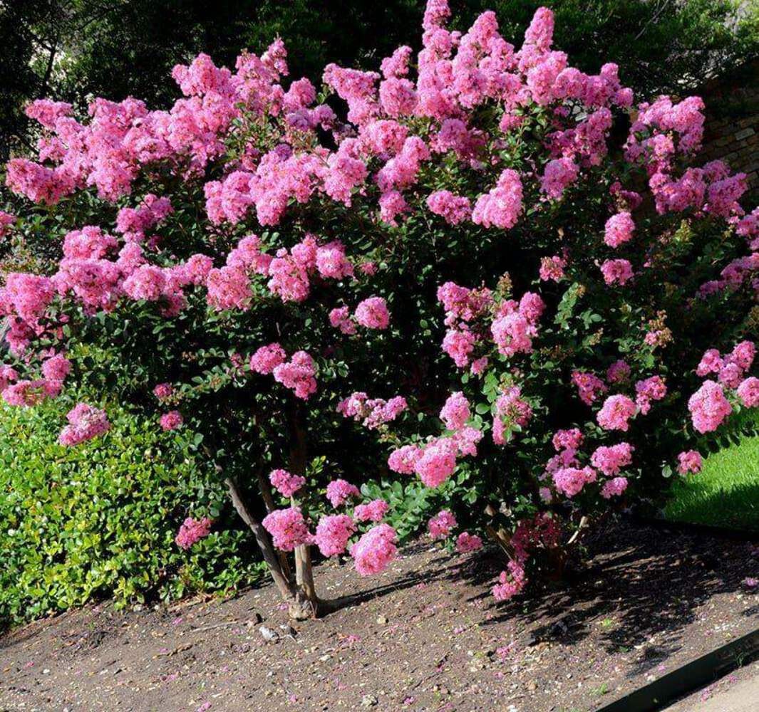 Hopi Crape Myrtle: Vibrant, Fragrant Blooms for Your Landscape, Pollinator Favor