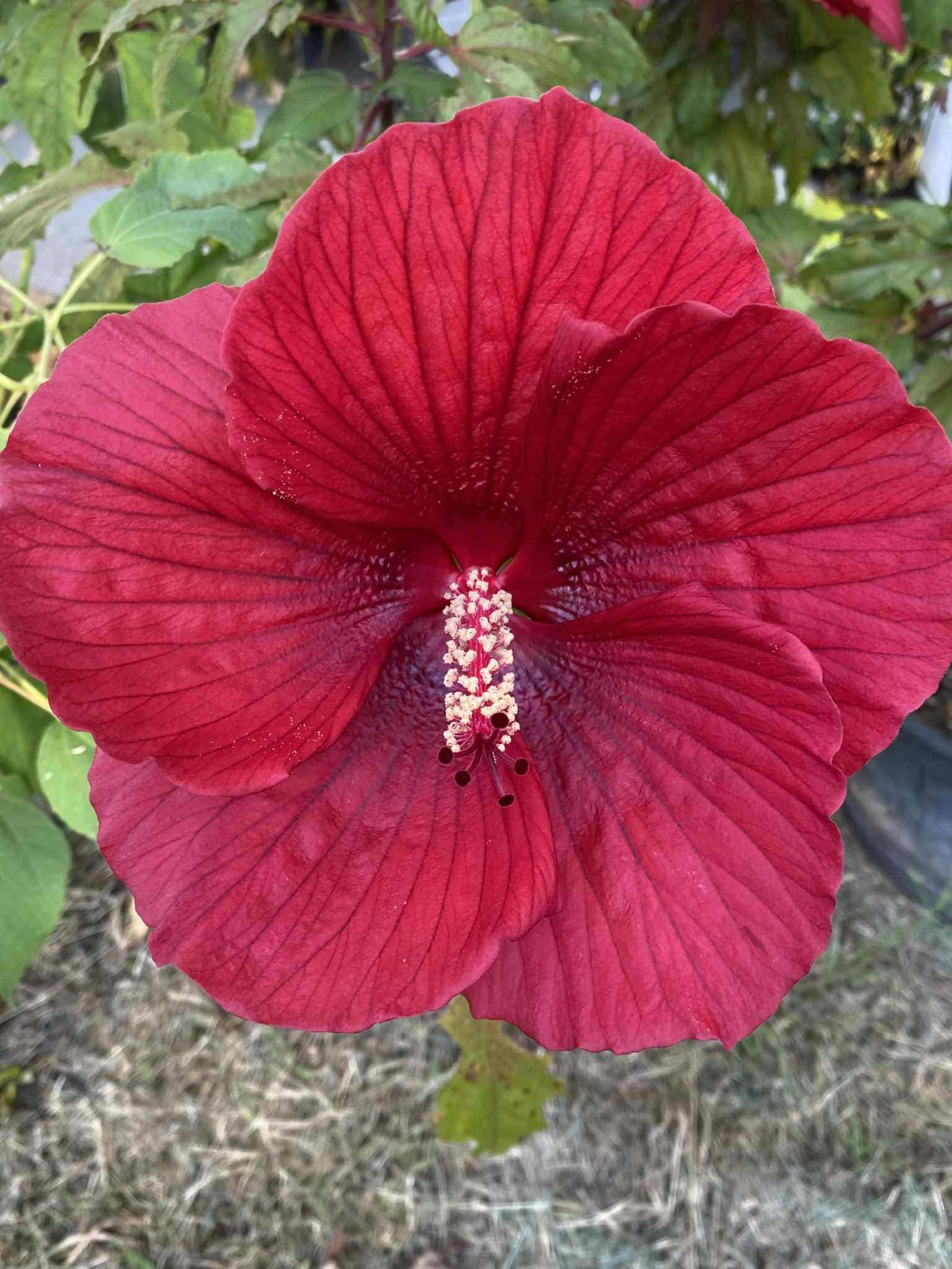 Red Luna Hardy Hibiscus 25 Seed Perennial