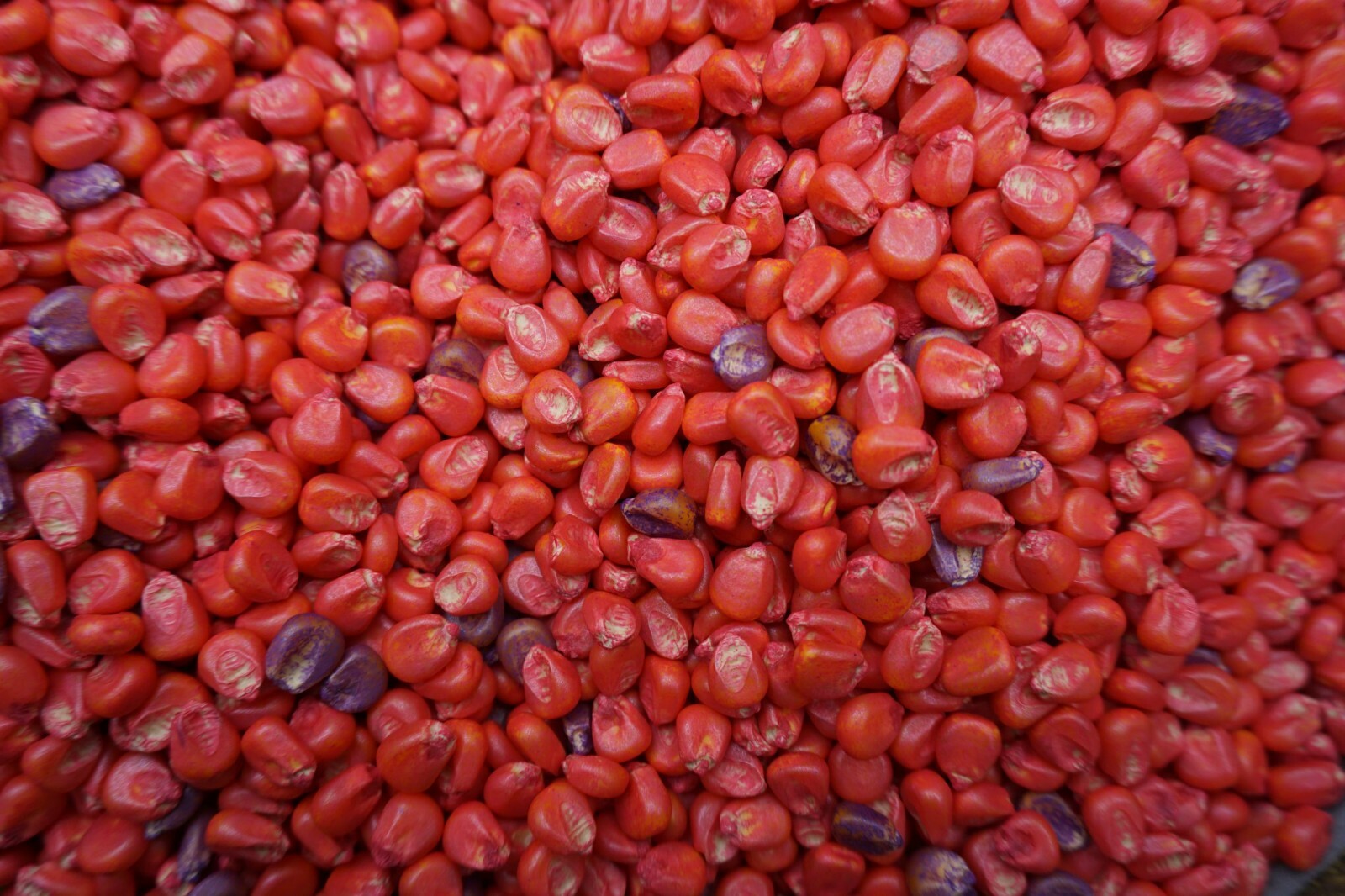 Food Plot Wildlife Seed Corn Glyphosate Roundup Ready 5 lbs 100 days FREE SHIP