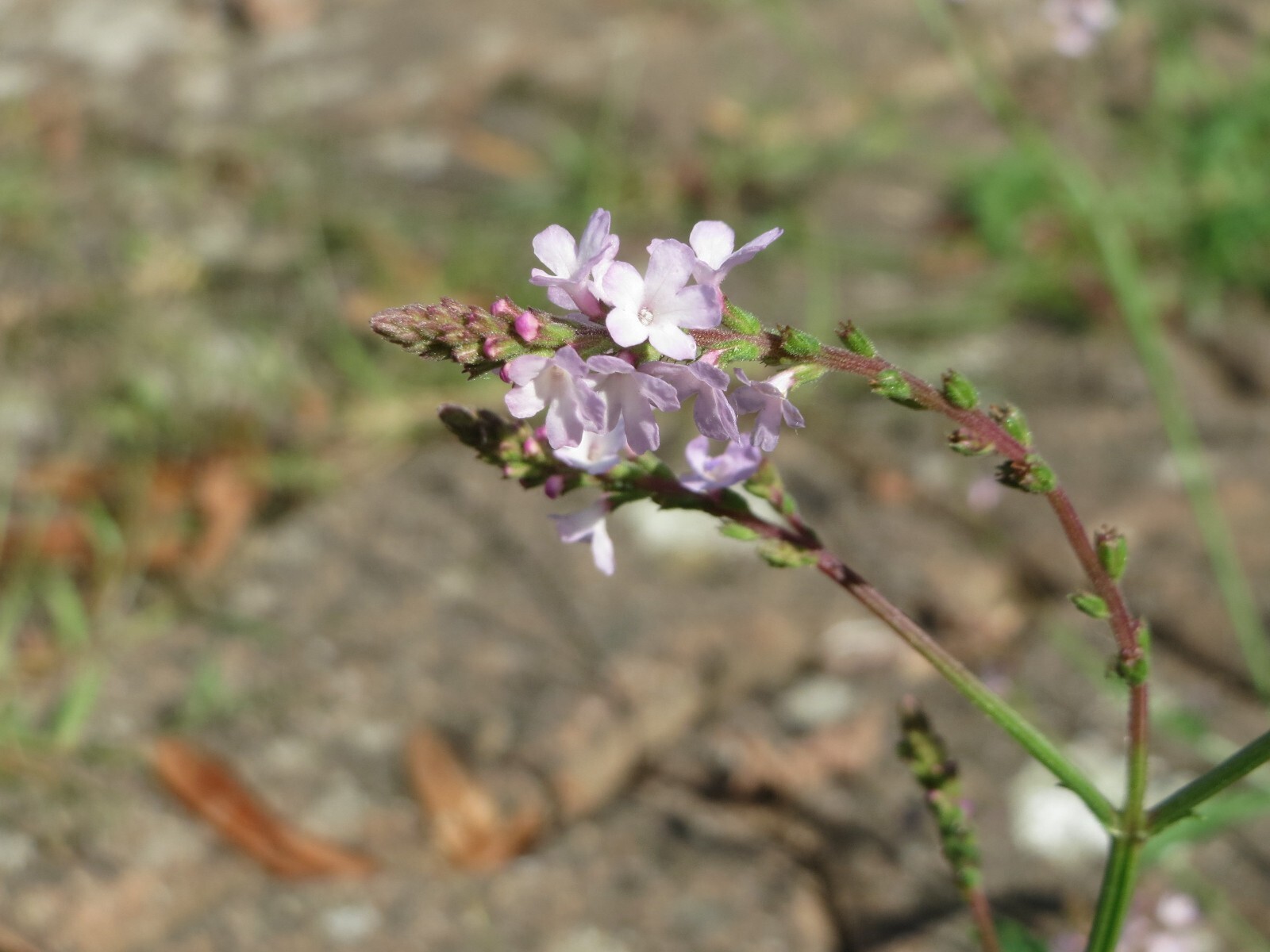 100 True Vervain Seeds – Verbena officinalis – Medicinal Herb and Lovely Flower!
