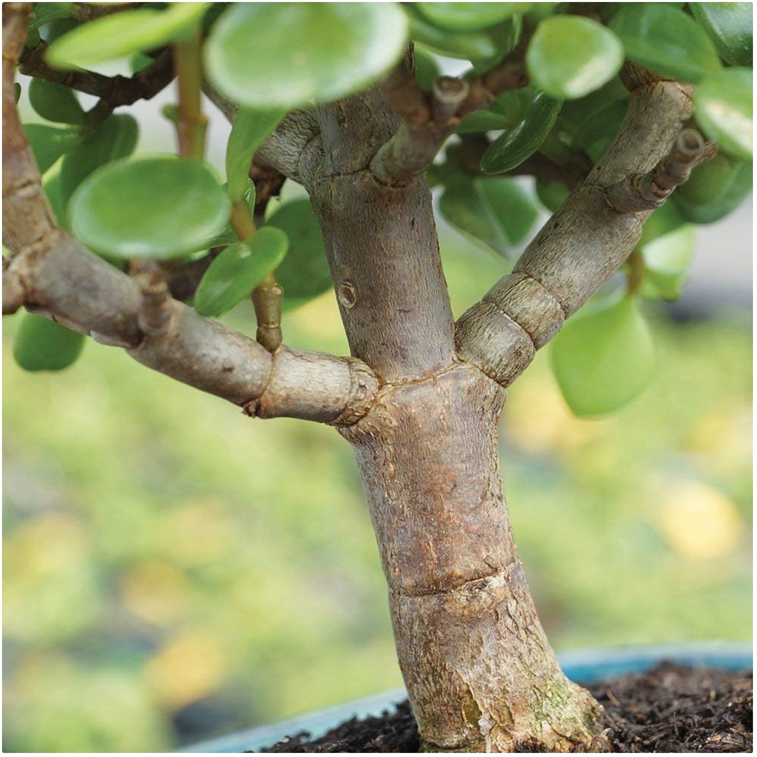 Live Dwarf Jade Bonsai in Ceramic Pot – 3$