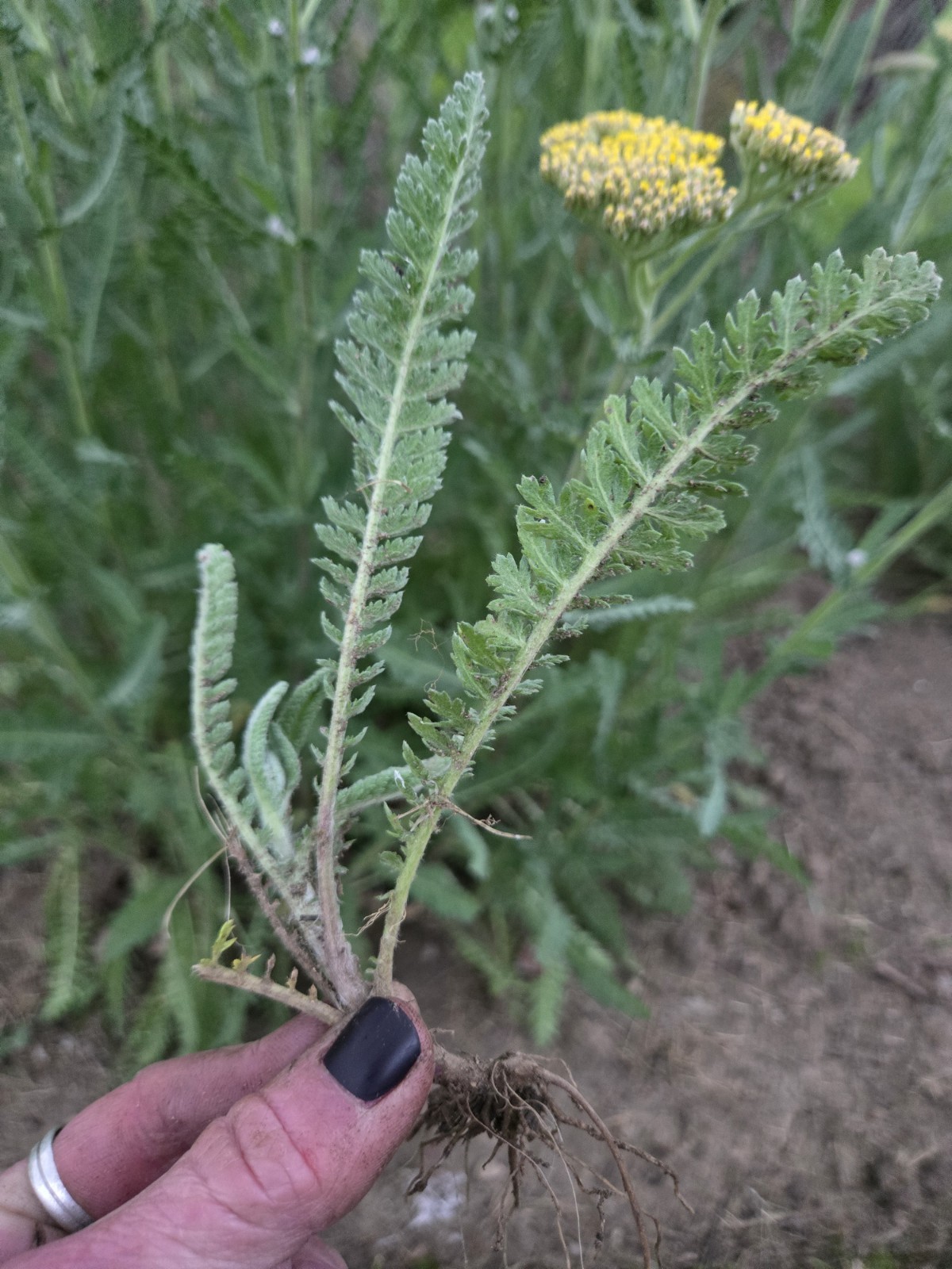 Live Moonshine Achillea Plant Yarrow Perennial Live Plant Medicinal Easy To Grow