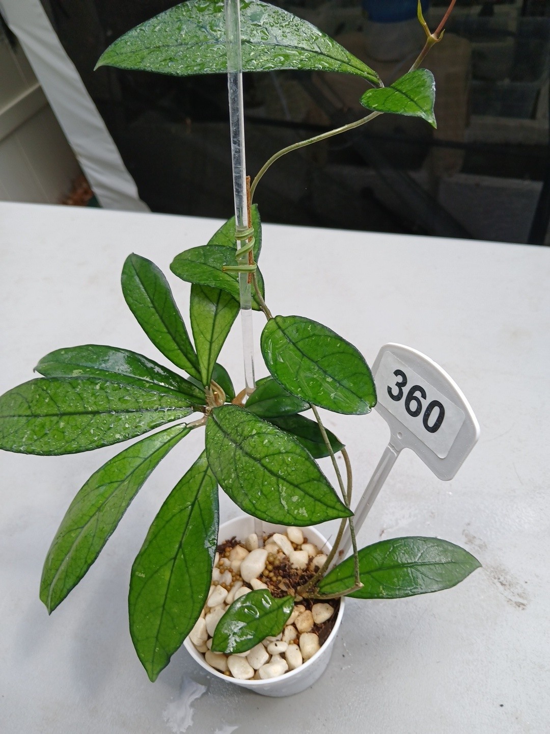 #360- Hoya CRASSIPETIOLATA Green LIVE PLANT,