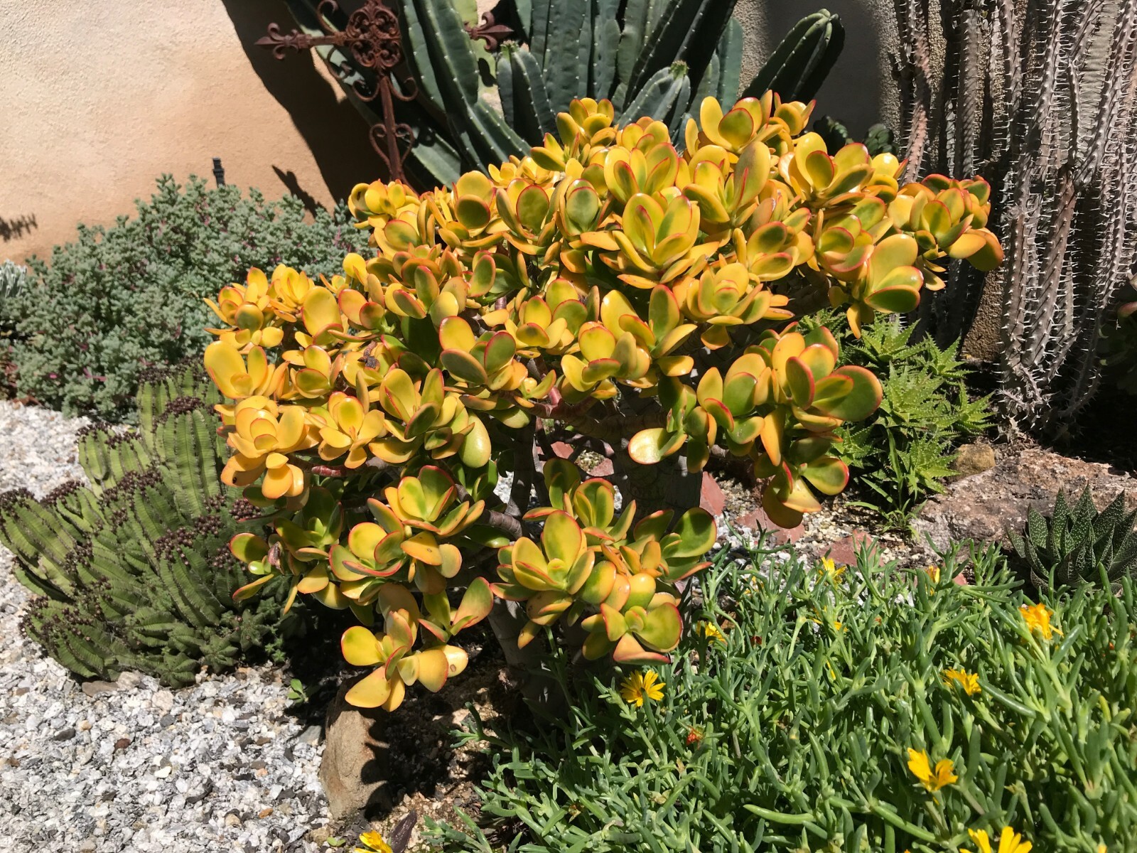 2X Golden Jade Plant Huge 4-5″ Cuttings Hummels Sunset Crassula Ovata Argentea
