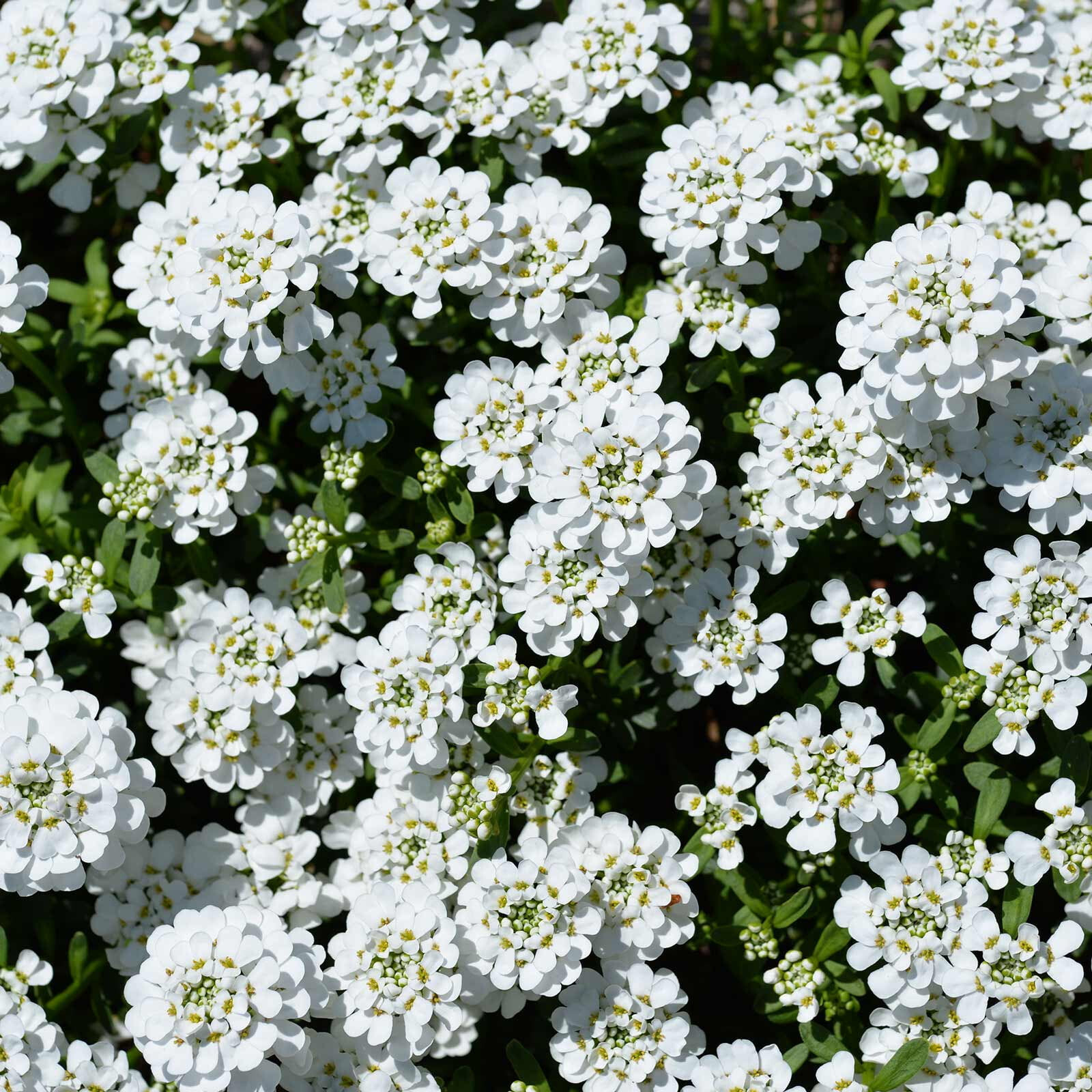 Candytuft Iberis 25 Plants in 3-1/2 inch Pots