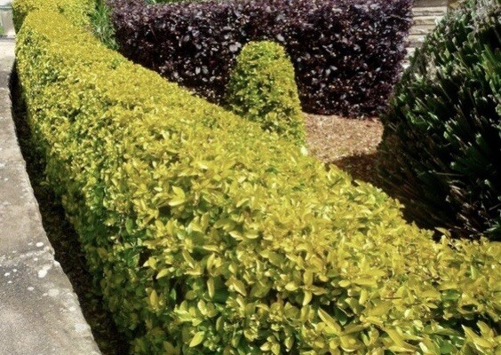 Golden Euonymus, Euonymus Fortunei – 10 Cuttings – USA