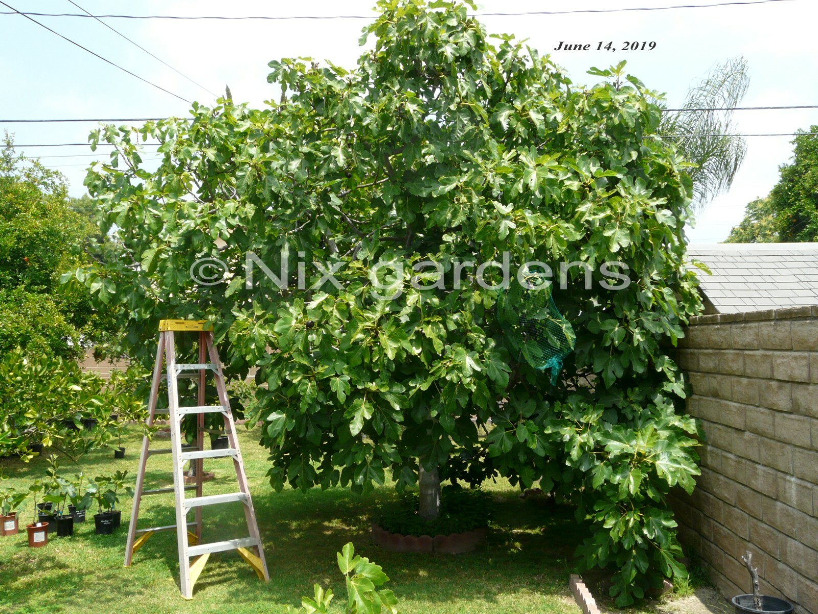 “LEBANESE BLACK/PURPLE” HEIRLOOM FIG TREE (2) Cuttings – Vigorous & Prolific